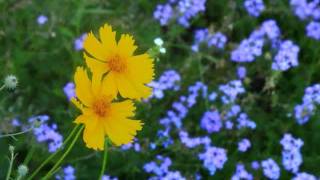 The Kenmores - Soliloquy