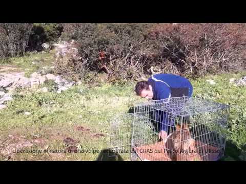 Liberazione di una volpe investita da un'auto.