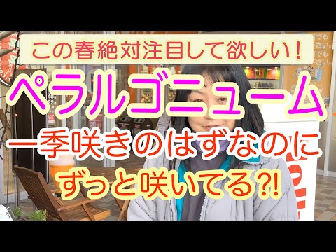 不利な条件でも生育するノーザンウォールつる植物をご存知ですか?あなただけのために厳選した5つをご紹介します。  庭園