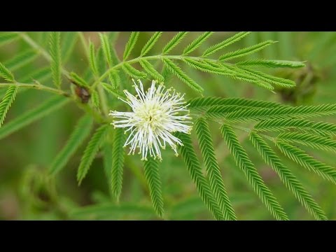 Sowing Bundleflower seed - Desmanthus illinoensis