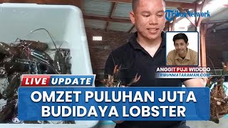 Pemuda Jombang Raup Omzet Puluhan Juta Per Bulan dari Budidaya Lobster Air Tawar, Simak Rahasianya