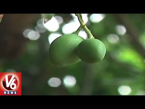 agriculteurs inquiets de la faible floraison des manguiers | Karimnagar | Actualités V6