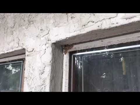 Yellow Jackets Disrupts Business Owner in Marlboro, NJ