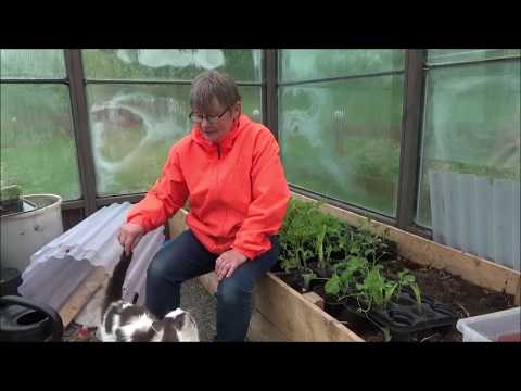 Avsnitt 15, 2020 Sorkar och katter i trädgården