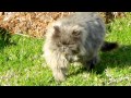 Three Legged Blue Persian Keyser Soze