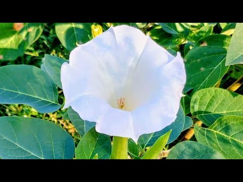 How to Grow Moonflower (Datura) - And Why You Need To