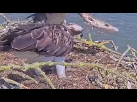 OMG! Not another flapping fish putting the Rutland Osprey chicks in jeopardy! 21 May 2023 (zoom)