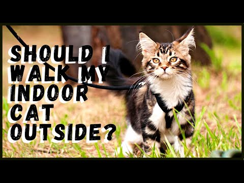 Should I Walk My Indoor Cat Outside?