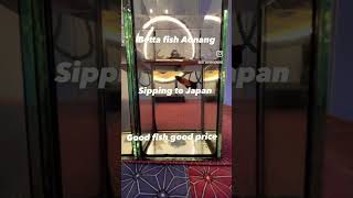 タイ産ベタ販売中!#ベタショップ #ベタ販売 #タイ産ベタ
