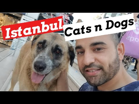 Istanbul Stray Animals- How Turkish People Treat Cats and Dogs