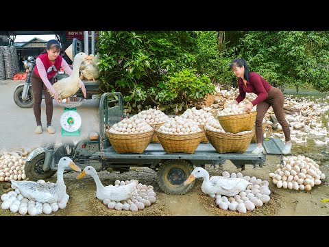 REWIND TIMELAPSE --288 Days Selling Many Ducks After 5 Month of Raising - Harvest Lots Of Ducks Eggs