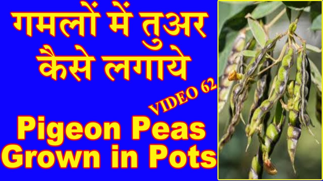 Pigeon Pea
s/Gandule Beans:Grow in Pots & Containers