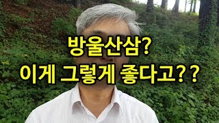 방울뱀도 아니고 방울삼 도대체 뭘까요