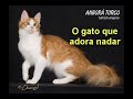 Van Turco - Gato Angorá Turco Van Turco - Gato Angorá Turco