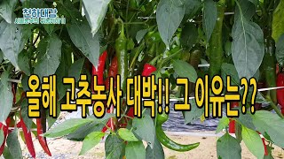 고추농사 대박난 이유는?? 밑거름 비료 추비 병충해방제..