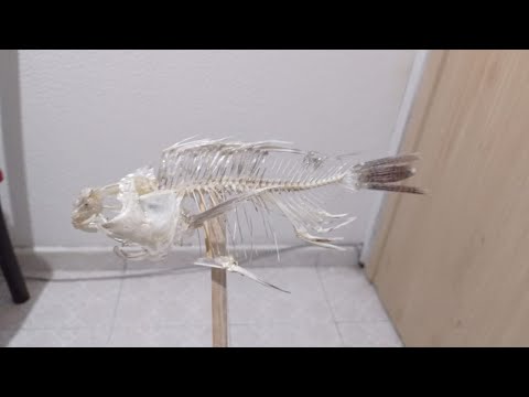 Zoología de vertebrados  Conformación ósea de la mojarra roja