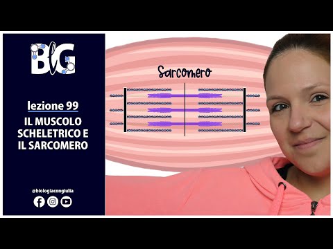 Skeletal Muscle and the Sarcomere