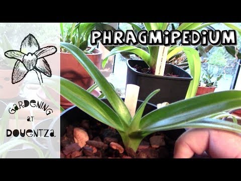 Phragmipedium Orchid Update - how I care for mine