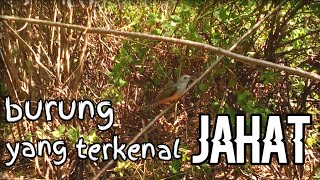 Download lagu Trapping/luring cruel birds (KEDASIH) mp3 Download lagu Trapping/luring cruel birds (KEDASIH) mp3