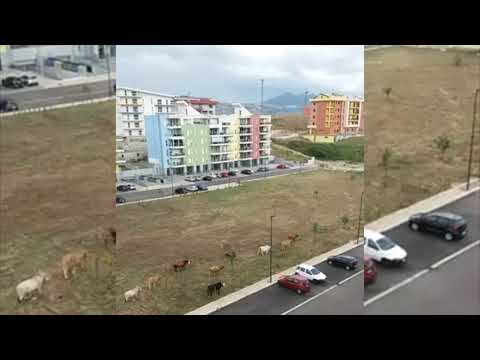 Mucche al pascolo...in città!