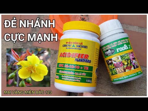 🔴 QBS22216 - BÓN PHÂN GÌ ĐỂ CÂY MAI ĐẺ NHÁNH NHIỀU ĐT 0942456100 | CHĂM SÓC MAI VÀNG THÁNG 5 ÂM