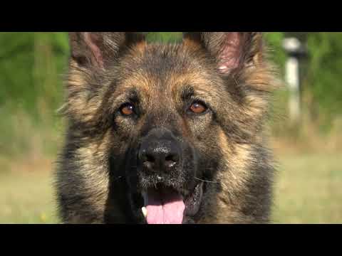Kraftwerk K9 German Shepherds - Extremely Guidable Obedience!