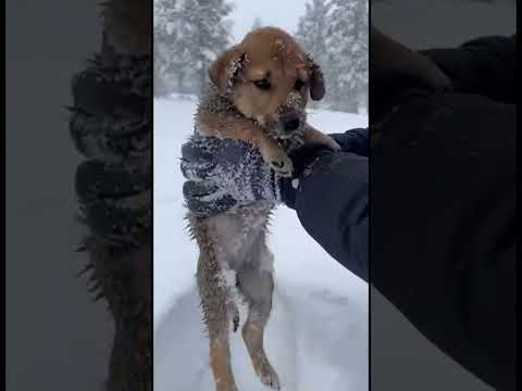 One Good Deed, One Life Saved — God Is Watching 🌨️ #AnimalRescue #USAStories #doglover