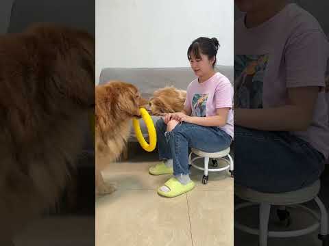 Duoduo has such a cute dog. You hold a mobile phone every day without playing. Golden Retriever.