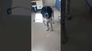 Video preview image #1 Great Pyrenees-Unknown Mix Puppy For Sale in Webster, WI, USA