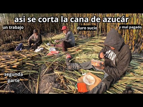 This is how sugarcane is cut: a dirty, dangerous, and poorly paid job, 2025/2026 season