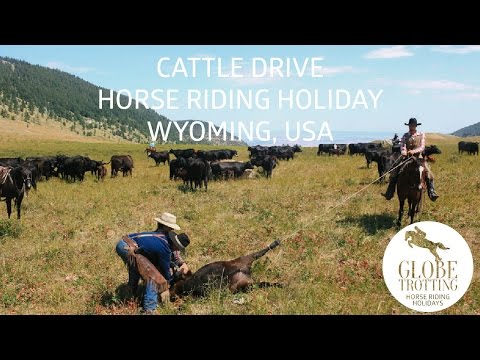 download lagu mp3 mp4 Cattle Drive Holidays, download lagu Cattle Drive Holidays gratis, unduh video klip Cattle Drive Holidays