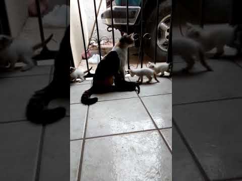 Kitty with its 'children'