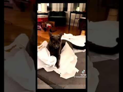 #cats  #funny  #funnyvideo  #funnycats