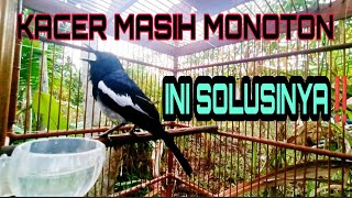 Download lagu Kacer anda lambat panas coba dengan Masteran Suara Kacer ini mp3