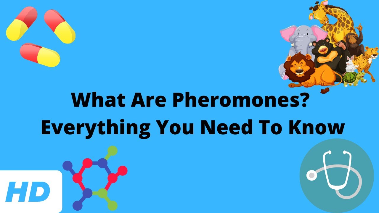 What Are Pheromones Everything You Need To Know