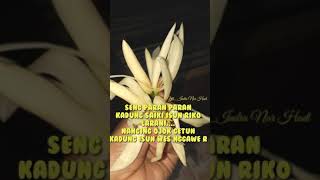 Download lagu Ajian Semar Mesem_Vidio story wa terbaru. mp3 Download lagu Ajian Semar Mesem_Vidio story wa terbaru. mp3