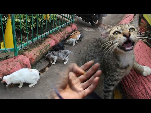 Feeding group of stray cats