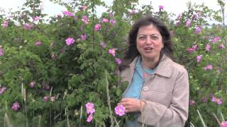 Aromatherapy Basics with Kathi Keville: Roses