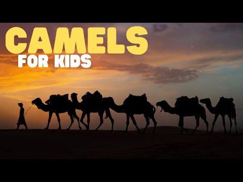 Camels for Kids | Learn all about this adaptable animal