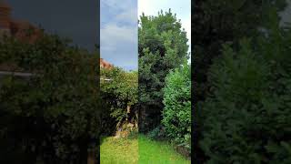 🌳 Pruning the bay tree 🌱 #plantsngardens  #baytree #hardprune  #bayleaves #Laurusnobilis #baylaurel