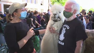 Jenny Young meets Caesar the No Drama Llama and owner at protests