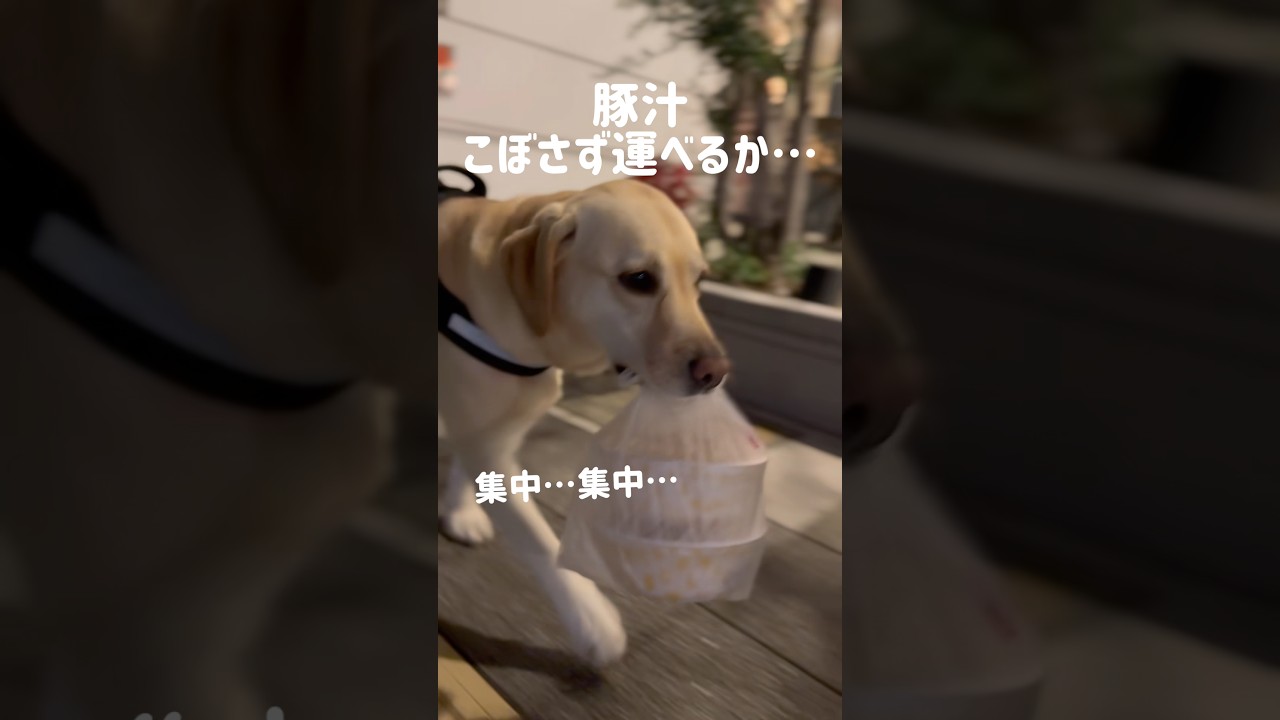 豚汁、こぼさず運べるか…！？#shorts #labradorretriever #ラブラドールレトリバー #可愛い #癒し #uber #大型犬 #チャレンジ #ぼんちゃん