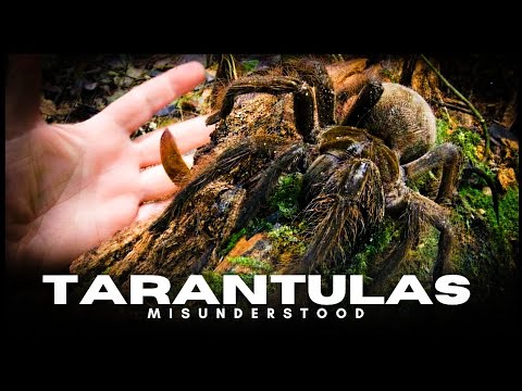 TARANTULAS MISUNDERSTOOD - tarantula documentary