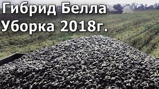 Уборка подсолнуха. Гибрид Белла 2018г. #СельхозТехника ТВ