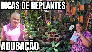 PLANTAS COLORIDAS E AGLAONEMAS RARAS | DICAS DE REPLANTE, ADUBAÇÃO E COMO RECUPERAR PLANTAS TALUDAS