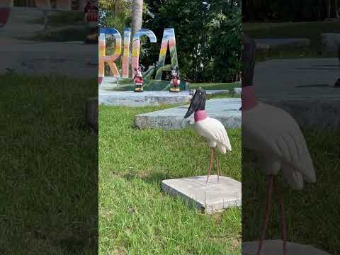 Flora rica, a entrada de cidade mais linda de SP #shortsyoutube