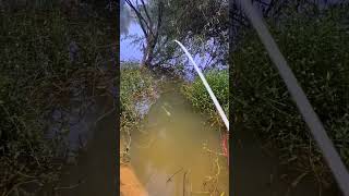 Download lagu Mancing Ikan Tawes di Spot Rawa-rawa, Pakai joran tegakĀ @jonespetualangĀ   #mancing #mancingrawa mp3 Download lagu Mancing Ikan Tawes di Spot Rawa-rawa, Pakai joran tegakĀ @jonespetualangĀ   #mancing #mancingrawa mp3