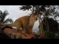 Video Of A Squirrel Monkey In Costa Rica Using Gopro Hero