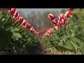 Kijken: tulpen laten zich zien in de provincie