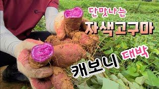 자색고구마 얼마나 컷나  궁금해 캐보니 대박 ~ 맛도 색깔도